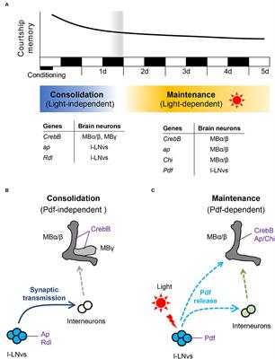 Circadian Neuropeptide-Expressing Clock Neurons as Regulators of Long-Term Memory: Molecular and Cellular Perspectives